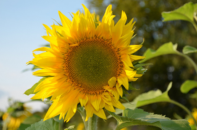 grow-your-own-sunflowers-paul-sioux
